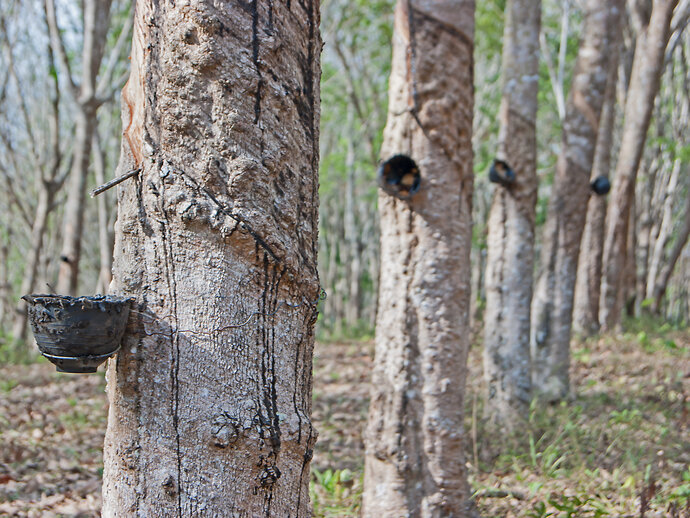 Image of rubber tree