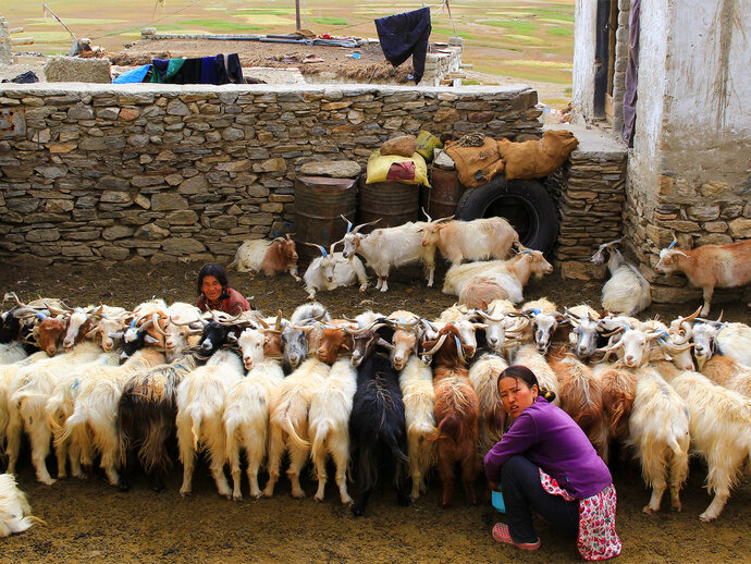 Nepali women milking goats