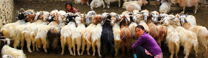 Women milking goats in Nepal