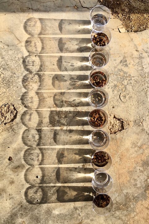 Shedding - Zikmund Bartonίček Image: The first winner is Zikmund Bartonίček, whose image “Shedding” depicts exposing snails to sunlight to provoke trematode – and especially schistosome – cercariae shedding in Barombi Kotto, Cameroon.