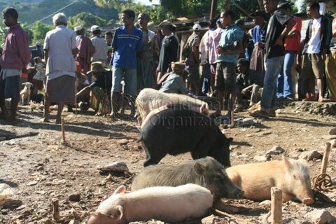 Pigs in the market, East Timor; Credit: WHO
