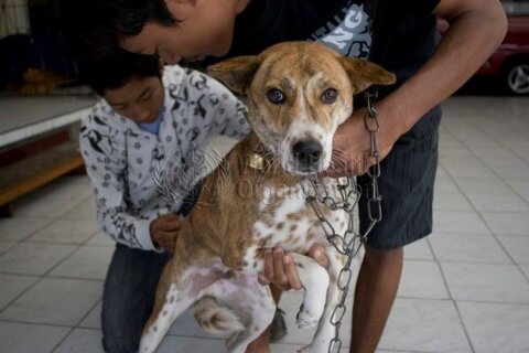 Rabies vaccination, Philippines; Credit: WHO 