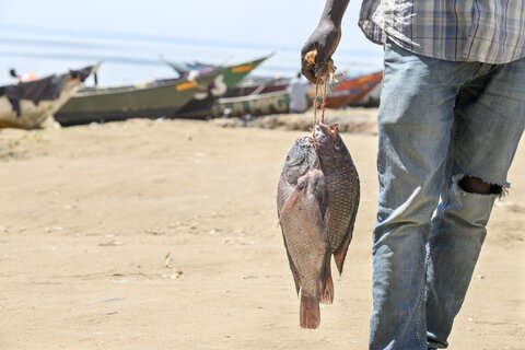 A Ugandan fisherman carries his catch of fish. Credit: Malaika Media/Unlimit Health.